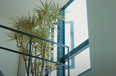 Plants by the window