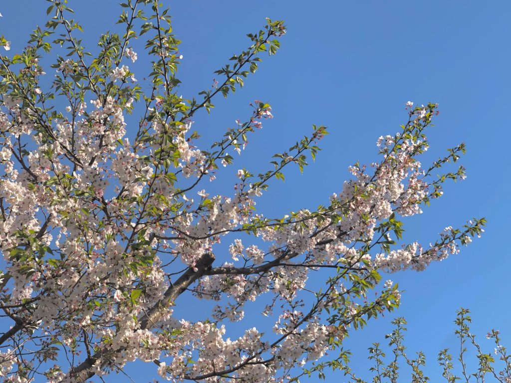 桜の写真