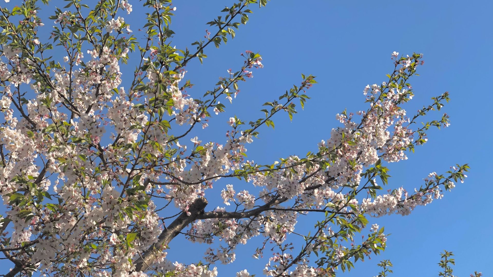 桜の写真
